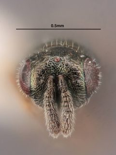 Cyrtogaster reburra by the Smithsonian. Used under a CC0 license.