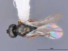 Cyrtogaster reburra by the Smithsonian. Used under a CC0 license.