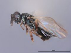 Cyrtogaster reburra by the Smithsonian. Used under a CC0 license.