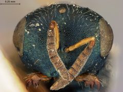 Halticoptera laticeps by the Smithsonian. Used under a CC0 license.