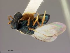 Halticoptera laticeps by the Smithsonian. Used under a CC0 license.