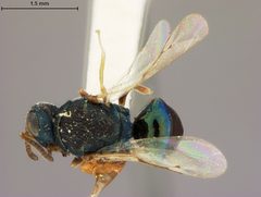 Halticoptera laticeps by the Smithsonian. Used under a CC0 license.