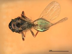 Halticoptera stella by the Smithsonian. Used under a CC0 license.