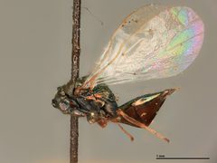 Halticoptera stella by the Smithsonian. Used under a CC0 license.