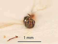 Leptomeraporus ornatus by the Smithsonian. Used under a CC0 license.