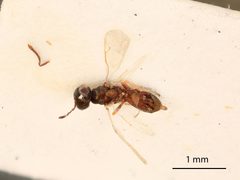 Leptomeraporus ornatus by the Smithsonian. Used under a CC0 license.