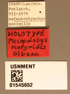 Mesopolobus moryoides by the Smithsonian. Used under a CC0 license.