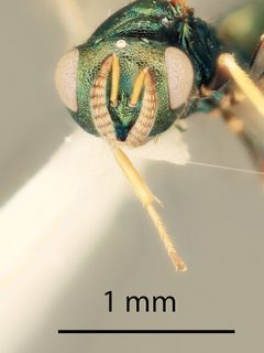 Mesopolobus moryoides by the Smithsonian. Used under a CC0 license.