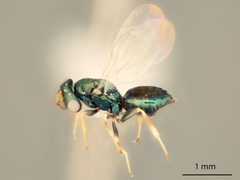 Mesopolobus moryoides by the Smithsonian. Used under a CC0 license.