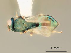 Mesopolobus moryoides by the Smithsonian. Used under a CC0 license.