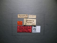 Nasonia brevicornis by the Smithsonian. Used under a CC0 license.