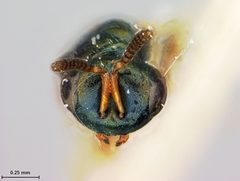 Nasonia brevicornis by the Smithsonian. Used under a CC0 license.