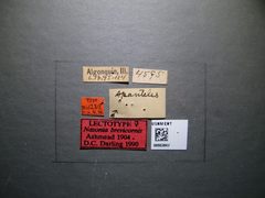 Nasonia brevicornis by the Smithsonian. Used under a CC0 license.