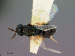 Nasonia brevicornis by the Smithsonian. Used under a CC0 license.
