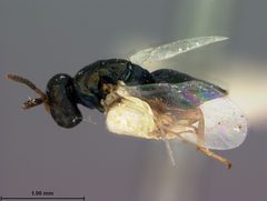 Nasonia brevicornis by the Smithsonian. Used under a CC0 license.