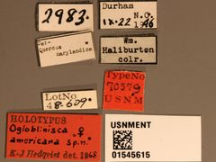 Ogloblinisca americana by the Smithsonian. Used under a CC0 license.