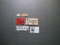 Ormocerus pallidipes by the Smithsonian. Used under a CC0 license.
