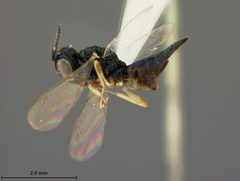 Ormocerus pallidipes by the Smithsonian. Used under a CC0 license.