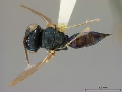 Ormocerus pallidipes by the Smithsonian. Used under a CC0 license.