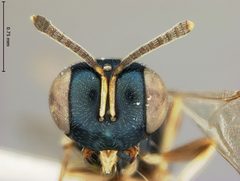 Ormocerus pallidipes by the Smithsonian. Used under a CC0 license.