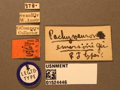 Pachyneuron emersoni by the Smithsonian. Used under a CC0 license.