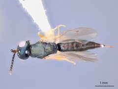 Plutothrix ascita by the Smithsonian. Used under a CC0 license.