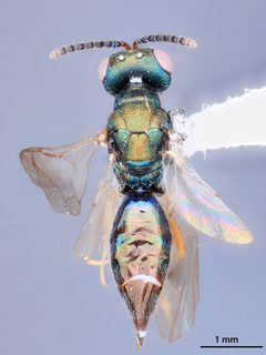 Plutothrix ceonotalis by the Smithsonian. Used under a CC0 license.