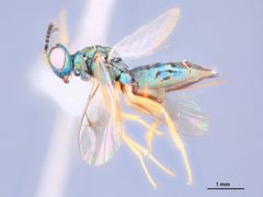 Plutothrix ceonotalis by the Smithsonian. Used under a CC0 license.