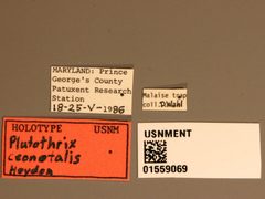 Plutothrix ceonotalis by the Smithsonian. Used under a CC0 license.