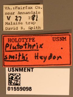 Plutothrix smithi by the Smithsonian. Used under a CC0 license.
