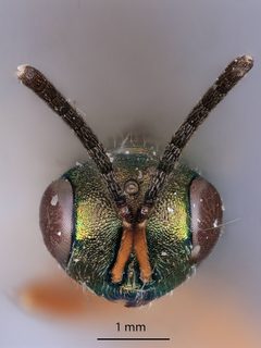 Plutothrix smithi by the Smithsonian. Used under a CC0 license.