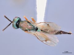 Plutothrix smithi by the Smithsonian. Used under a CC0 license.