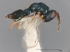 Pteromalus eurymi by the Smithsonian. Used under a CC0 license.