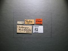 Spalangia drosophilae by the Smithsonian. Used under a CC0 license.