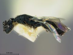 Spalangia drosophilae by the Smithsonian. Used under a CC0 license.