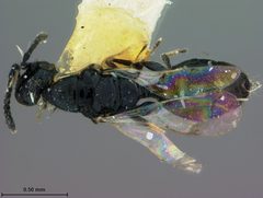 Spalangia drosophilae by the Smithsonian. Used under a CC0 license.