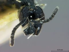 Spalangia drosophilae by the Smithsonian. Used under a CC0 license.