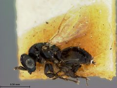 Spathopus anomalipes by the Smithsonian. Used under a CC0 license.