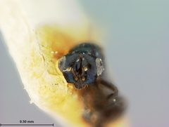 Spathopus anomalipes by the Smithsonian. Used under a CC0 license.