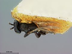 Spathopus anomalipes by the Smithsonian. Used under a CC0 license.