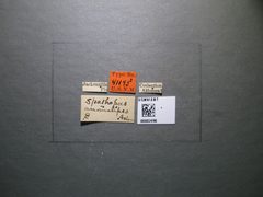 Spathopus anomalipes by the Smithsonian. Used under a CC0 license.