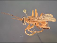 Paniscomima lottacontinua by the Smithsonian. Used under a CC0 license.