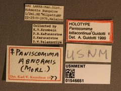 Paniscomima lottacontinua by the Smithsonian. Used under a CC0 license.