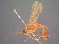 Paniscomima lottacontinua by the Smithsonian. Used under a CC0 license.