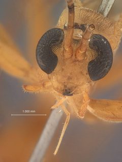 Paniscomima lottacontinua by the Smithsonian. Used under a CC0 license.
