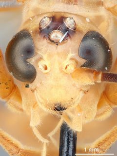 Rhopalosoma simile by the Smithsonian. Used under a CC0 license.