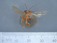 Rhopalosoma simile by the Smithsonian. Used under a CC0 license.