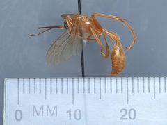 Rhopalosoma simile by the Smithsonian. Used under a CC0 license.