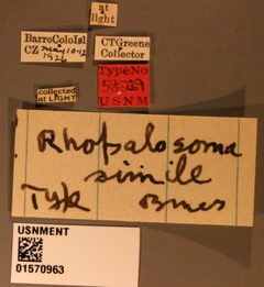 Rhopalosoma simile by the Smithsonian. Used under a CC0 license.