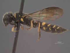 Sapyga louisi by the Smithsonian. Used under a CC0 license.